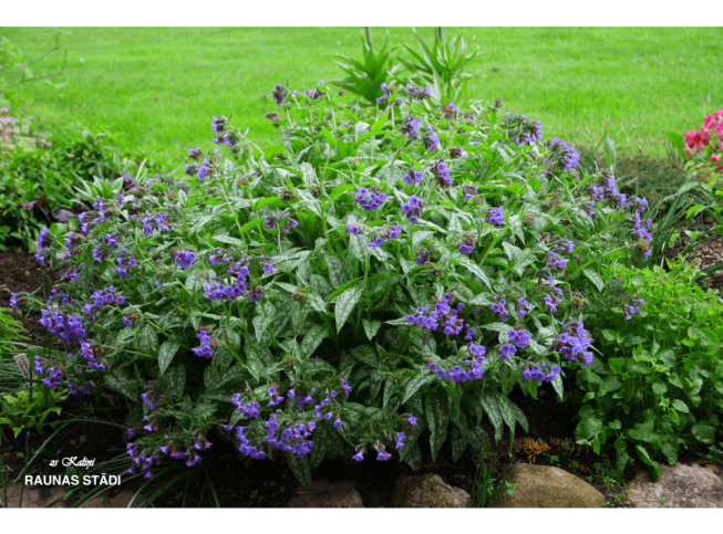 Pulmonaria   'Trevi Fountain'